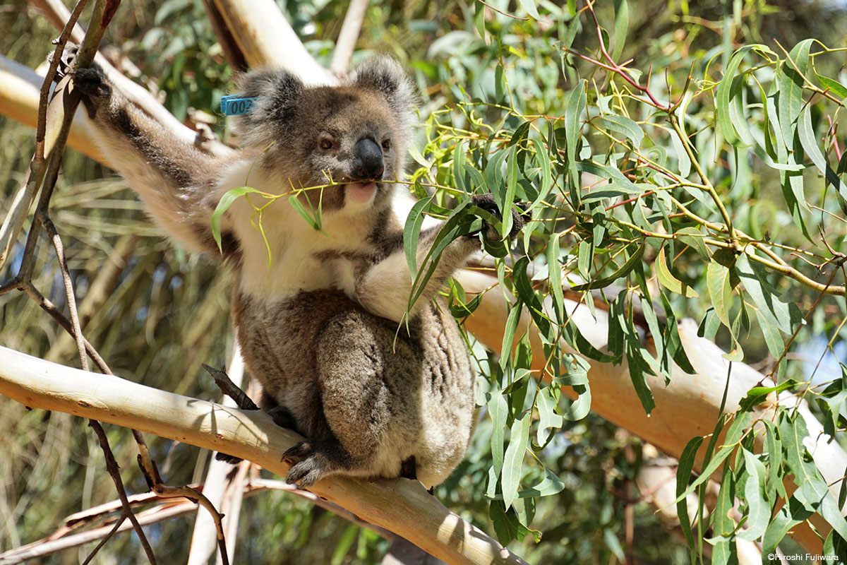 野生のコアラが間近に見られる島として人気だ　©藤原浩