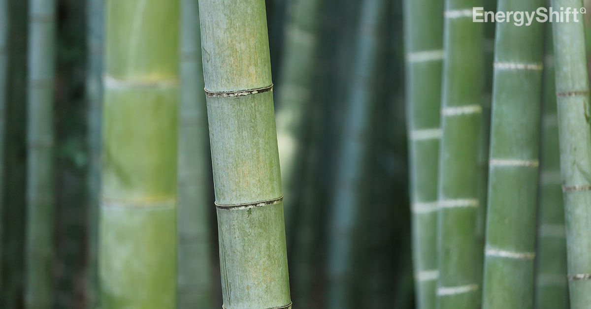 竹でバイオマス発電　トクヤマが今年秋に実験開始